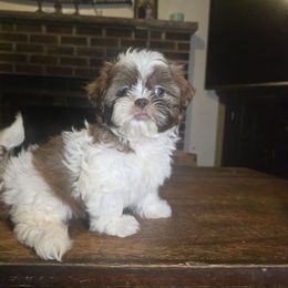 Girl 2 - Red and white female Shih Tzu puppy in Stroudsburg, Pennsylvania from Puppyville Pa Shih Tzu & frenchies