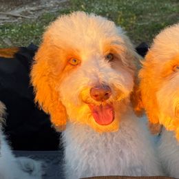 Lily - Parti female Goldendoodle puppy in Southwest Ranches, Florida from Dandy Doodle Ranch