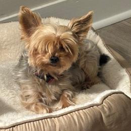 Mya - Yorkshire Terrier