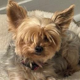 Mya - Yorkshire Terrier