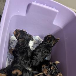 Yorkshire Terrier Puppies from Yorkies of Julington Creek