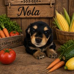 NOLA- CKC REGISTERED - Black and cream female Dachshund puppy in Sumner, Texas from CBL Doxies