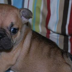 French Bulldogs from Top of the Line French Bulldogs