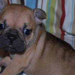 French Bulldogs from Top of the Line French Bulldogs
