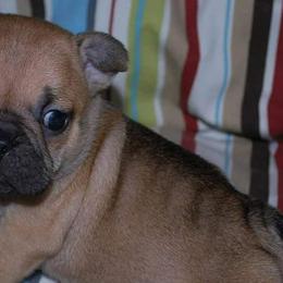 French Bulldogs from Top of the Line French Bulldogs