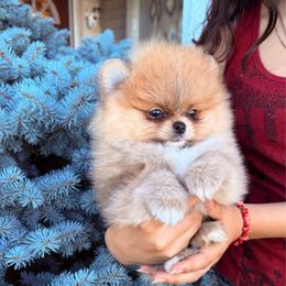 Otter - Orange sable male Pomeranian puppy in Waterloo, Indiana from Garcias Pomeranian