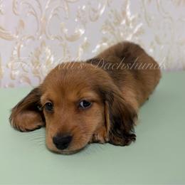 Edward - Cream male Dachshund puppy in Jonesboro, Illinois from Twin Hills Dachshunds