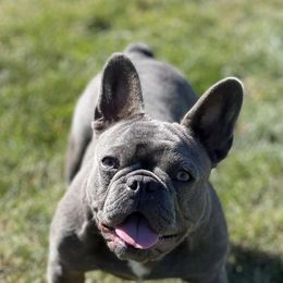 French Bulldogs from Double R Bulldogs