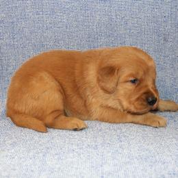 Flounder - Dark golden male Golden Retriever puppy in New Weston, Ohio from Bertke AKC Golden Retrievers and Bernese Mountain Dogs