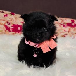 Panther - Black female Pomeranian puppy in Green Cove Springs, Florida from Natasha's Ark of Joy