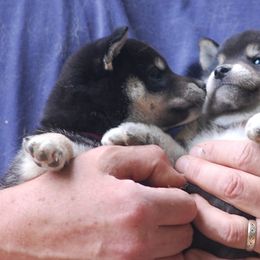 Shiba Inu Puppies from Rodel Shibas