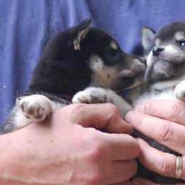 Shiba Inu Puppies from Rodel Shibas