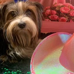 Rosie - Biewer Terrier