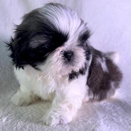 Goldie - Gold and white female Shih Tzu puppy in Winston Salem, North Carolina from Little Miracles Shih Tzu