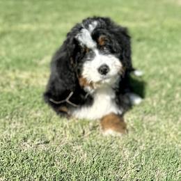 Aussiedoodle and Bernedoodle Puppies from Platinum Bernedoodles of Texas