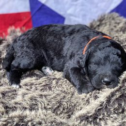 Poodle and Whoodle Puppies from Kalin’s K9s