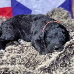 Poodle and Whoodle Puppies from Kalin’s K9s
