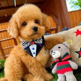 DUKE - Apricot male Maltipoo puppy in Sugar Land, Texas from Celebrity Maltipoos