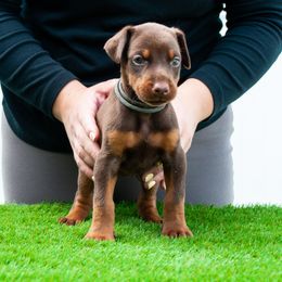 Arya - Red and rust female Doberman Pinscher puppy in Cape Coral, Florida from Divine Kaos European Dobermann
