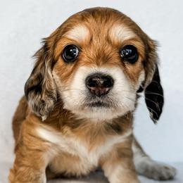 Valencia - Red female Dachshund puppy in Winamac, Indiana from WZ Kennels