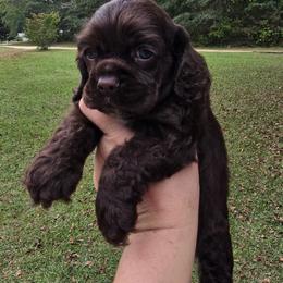 Reese - Brown female Cocker Spaniel puppy in Florence, South Carolina from Reddick's American Cocker Spaniels