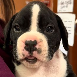Green Collar Boy - White male Boxer puppy in East Longmeadow, Massachusetts from Boxer Bliss