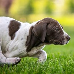 German Shorthaired Pointer Puppies from Jessica Hennick