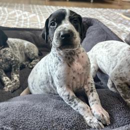 Yellow Boy - Black and white male German Shorthaired Pointer puppy in Dearborn, Missouri from Hardwood Kennels