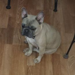 French Bulldogs from Taynaycious Paws