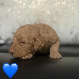 Buddy - Red  male Goldendoodle puppy in Naples, Florida from Goldendoodles Of Naples