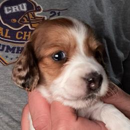 Princess - Piebald female Dachshund puppy in Copperas Cove, Texas from Creme de la Creme Dachshunds