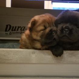 "3 weeks" Chow Chow Puppies from Kew Chows