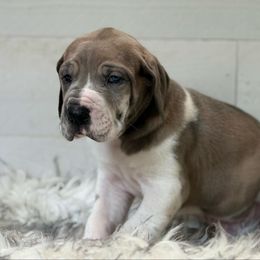 Uriel - Harlequin male Great Dane puppy in Beulah, Michigan from Northwood Euro Danes and Bassets