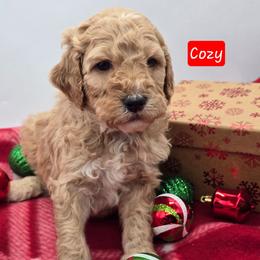 Cozy - Apricot female Goldendoodle puppy in Neillsville, Wisconsin from Granton Creek