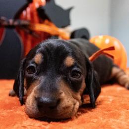 Orange Collar - Black and tan female Dachshund puppy in Washington from Devoted Doxies, Lorraine’s Yorkies