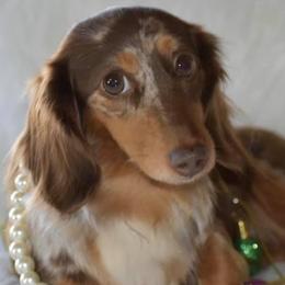 Loretta - Dachshund