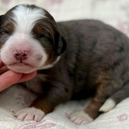 Mocha (blue collar) - Blue merle male Bernedoodle puppy in Colorado Springs, Colorado from Mercy Mountain Bernedoodles