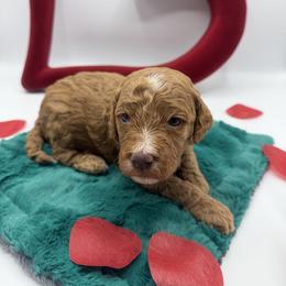 Barkley - Red male Cavapoo puppy in Central, Arizona from Desert Valley Doodles