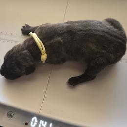 Boy 9 - Brindle male Great Dane puppy in Hickman, Kentucky from Tidal Wave Danes