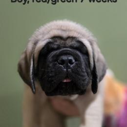 Boy 1 - Fawn male Mastiff puppy in Lake Villa, Illinois from Kharisma Mastiffs