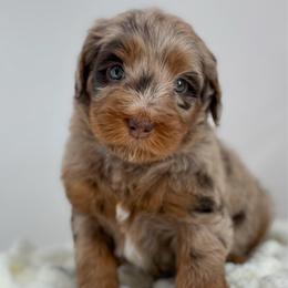 Latte - Chocolate merle female Bernedoodle puppy in Fleming, Colorado from Vandenbark Doodles