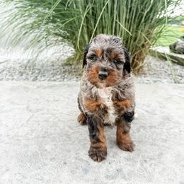 SPARKY - Blue merle male Aussiedoodle puppy in Sharpsburg, Georgia from Steindoodles