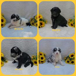 Bernedoodle Puppies from Foothills Family Doodles