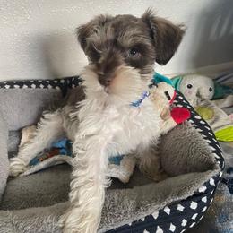 Buzz - Parti male Miniature Schnauzer puppy in Anthony, Florida from Amanda Tragash