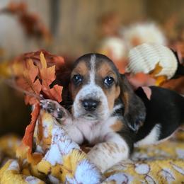 Vermax - Black white and tan male Basset Hound puppy in Valley, Washington from Enchanted Valley Paws