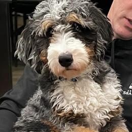 Bernedoodle and Goldendoodle All Grown Up from Dainty Doodle Dogs