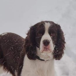 Jax - English Springer Spaniel