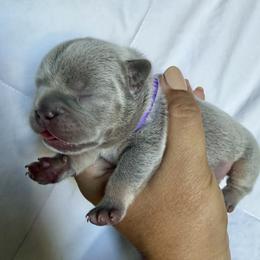 Cordes purple collar - Blue male French Bulldog puppy in Cordes Lakes, Arizona from Puppy Love AZ