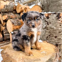 Miniature American Shepherd and Miniature Australian Shepherd Puppies from Sugartop Minis