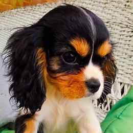 Codorus - Tri-color female Cavalier King Charles Spaniel puppy in Watsontown, Pennsylvania from Huntsman Cavaliers